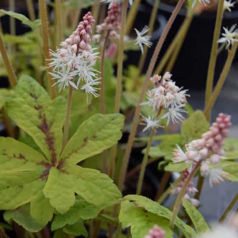 Tiarella 'Spring Symphony'PBR ---